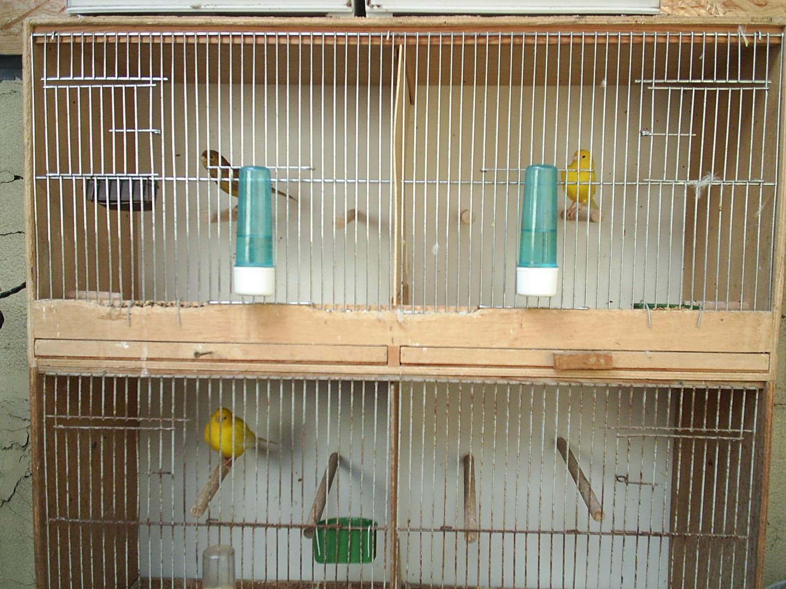 Que Mettre Dans Un Nid Pour Canari